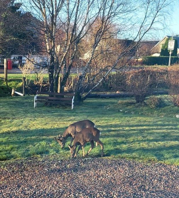Roe Deer Cottage near Glencoe Fort William Esterno foto