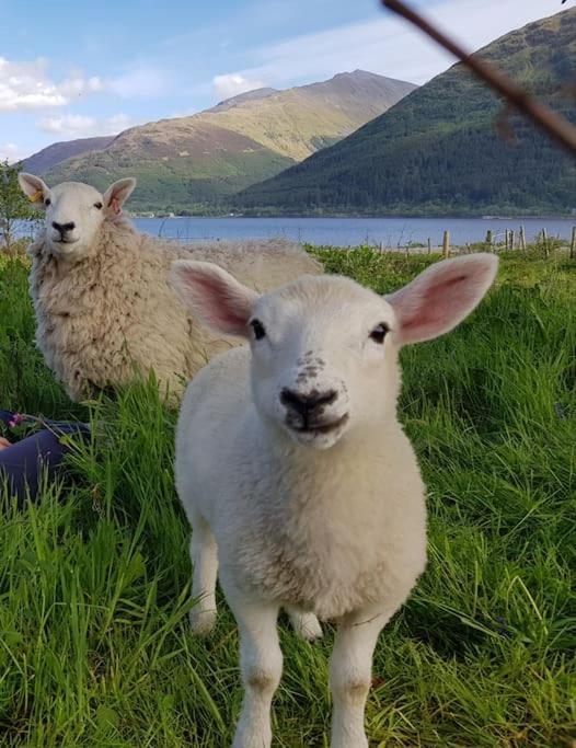 Roe Deer Cottage near Glencoe Fort William Esterno foto